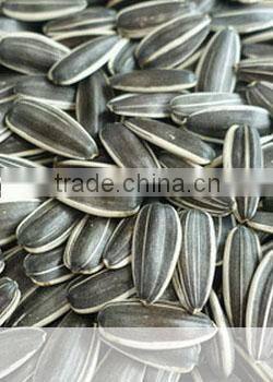 Edible Grade AA pumpkin seeds kernels
