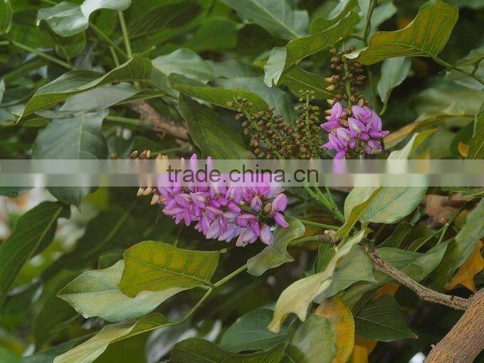 Pongsmia pinnata(L.)Pierre
