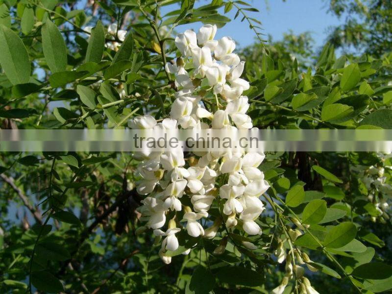 Quercetin 95%~98% /Rutin /Sophora Japonica Extract