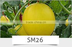 CU17 Ding f1 hybrid smooth green chinese cucumber seeds 16 to 18cm