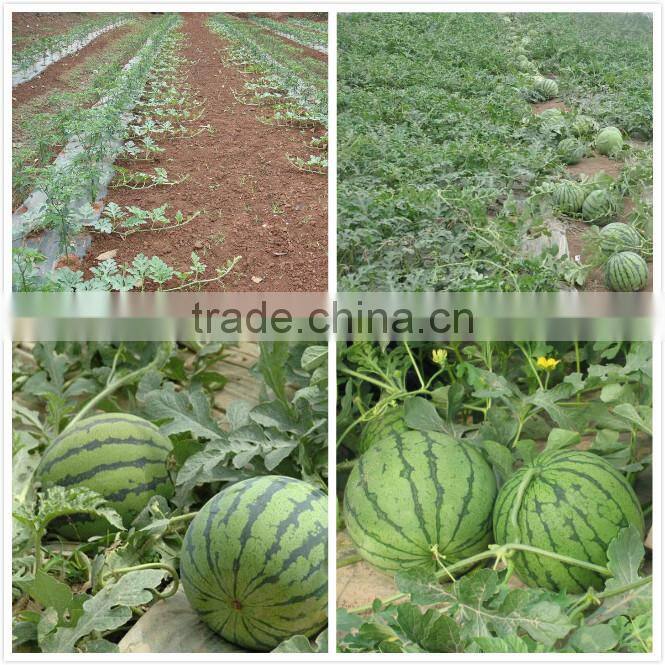 Early maturity anti-crack good commodity super jingxin melon seeds