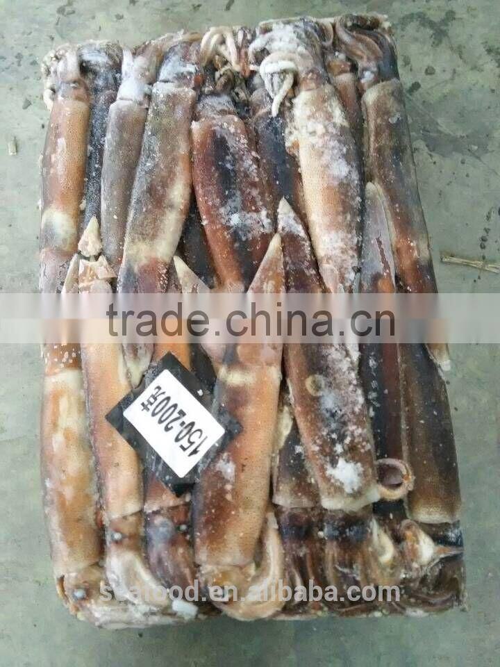 Frozen Illex Squid wholesale whole round squid FROZEN SEAFOOD