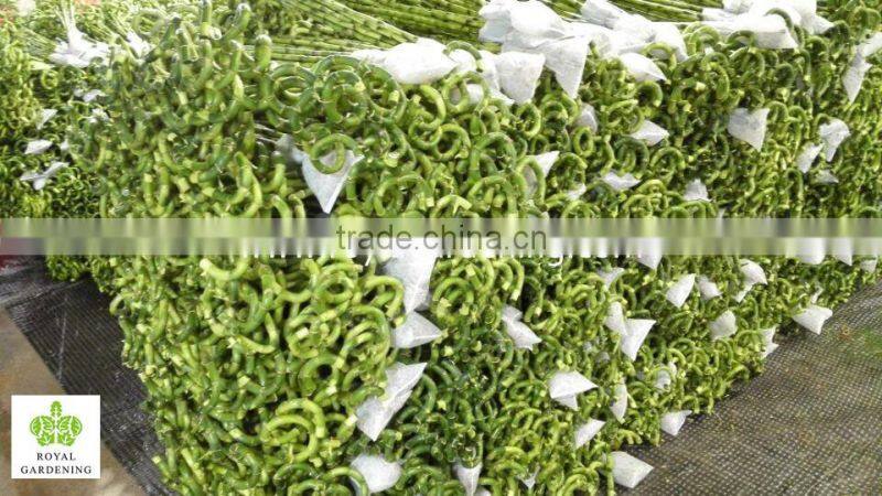 Spiral lucky bamboo high 40cm,45cm,50cm,60cm,70cm,80cm,90cm,1m