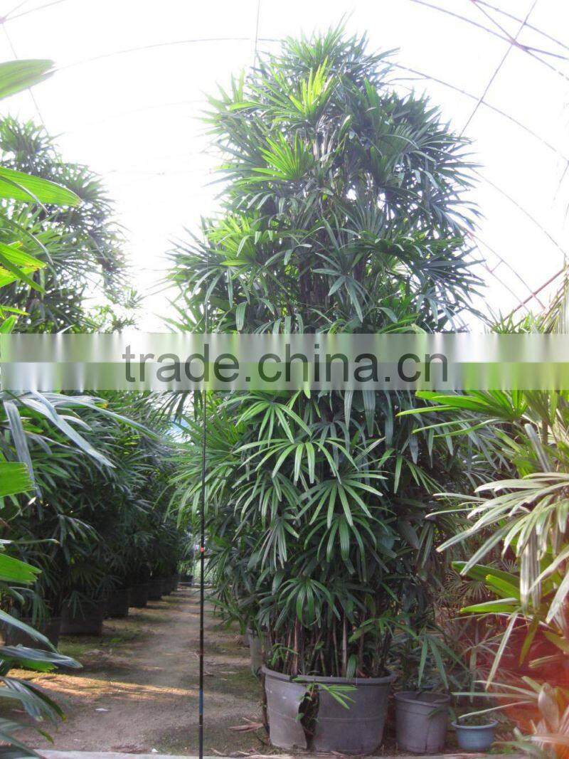 Rhapis excelsa high 3-5m