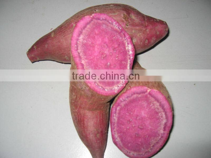 FRESH PURPLE SWEET POTATO - HIGH QUALITY - GOOD PRICE