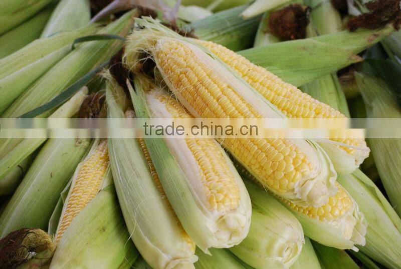Bulk Yellow Corn For Cattle Feed
