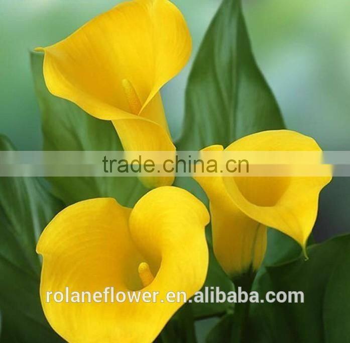 indevidually wrapped export yellow bright color fresh cut calla flower for decoration
