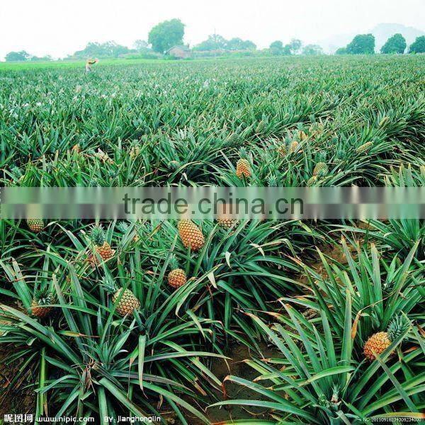 Fresh better Canned Pineapple