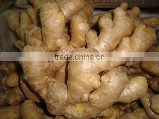 fresh ginger
