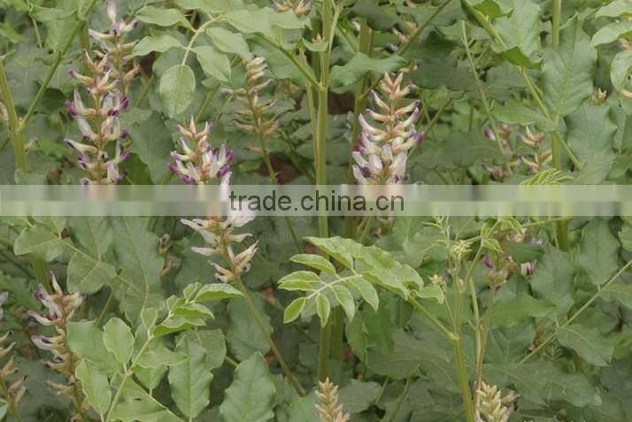 High Germinaiton Rate Licorice Root Seed Glycyrrhiza Uralensis Seeds For Cultivation