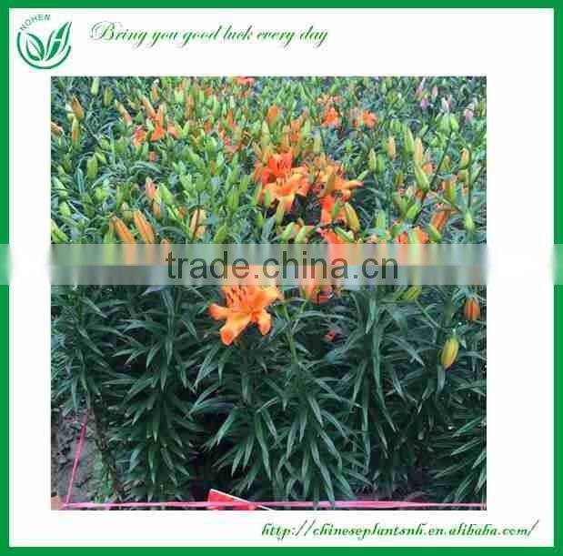 Fresh Cut Flowers Lily
