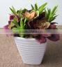 SJ1801212 Artificial small succulent bonsai plant/mini cheap plastic plant