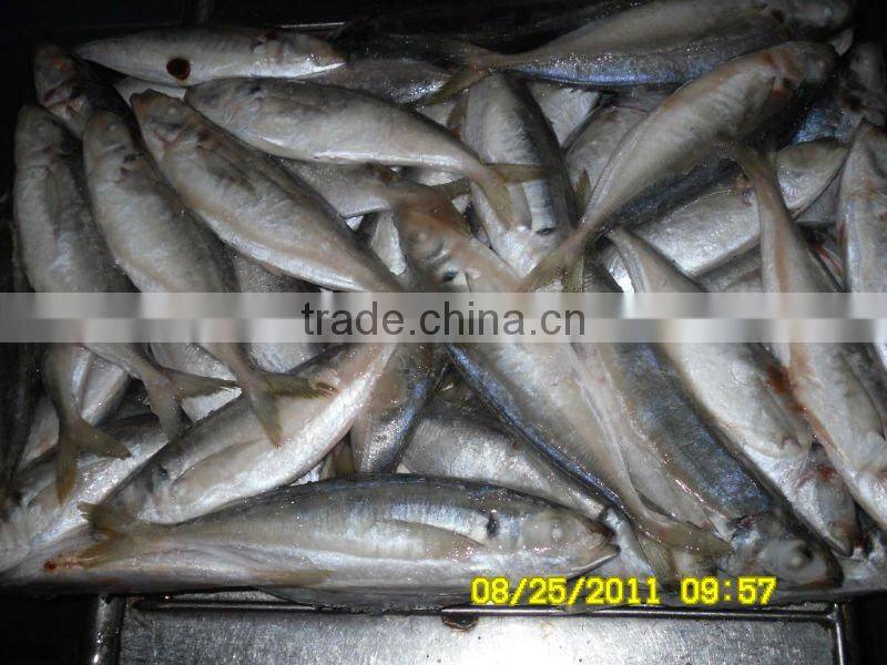 frozen horse mackerel whole round smalleye