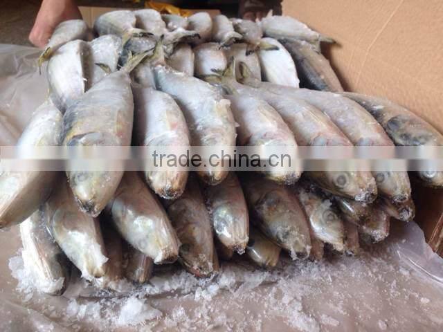 Frozen fresh whole round sardine fish