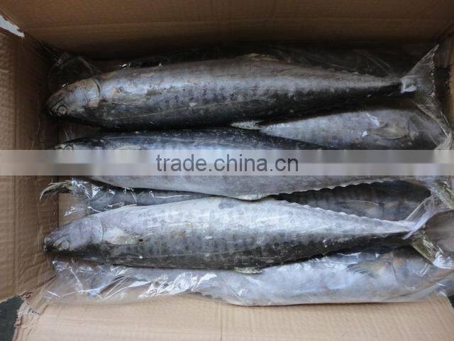 Frozen spanish mackerel,IQF,W/R,fresh