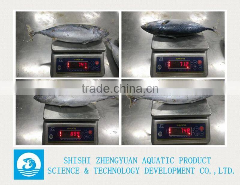 Frozen Bonito Frozen Tuna Fish