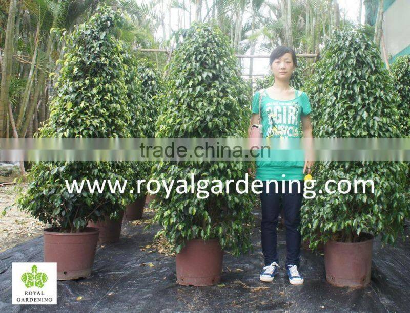 Ficus benjamina tower shape