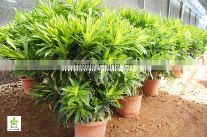 Dracaena reflexa Ornamental Plants