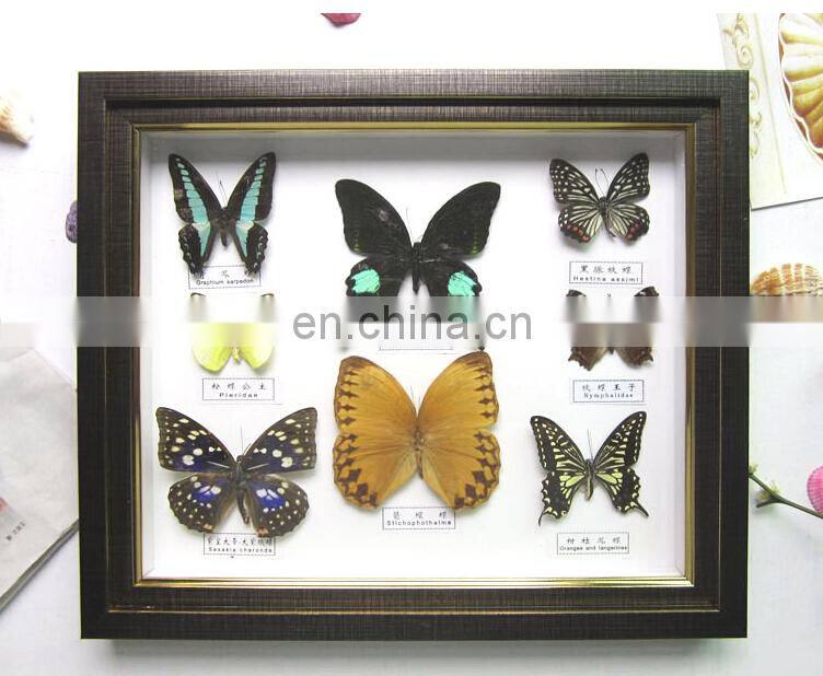 butterfly collection frame for home decoration use