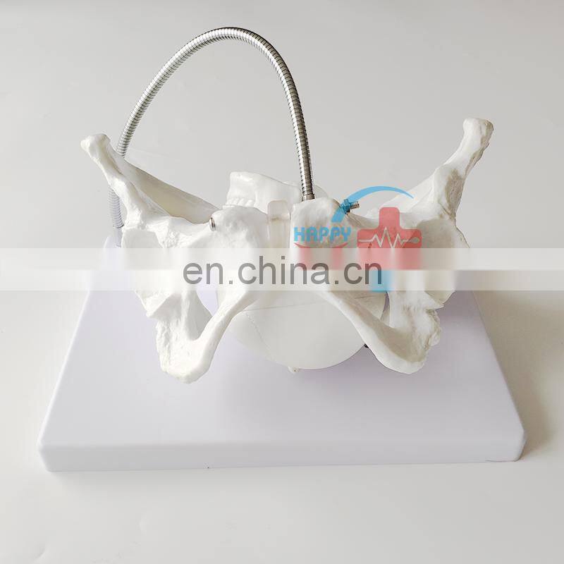 HC-S229 Female midwifery pelvis demonstration skeleton model