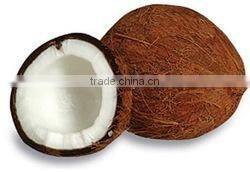 Semi husked mature coconuts from india