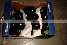 Original Fresh Eggplant made in Viet Nam- best price