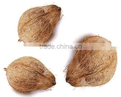 Husked coconuts from tamilnadu