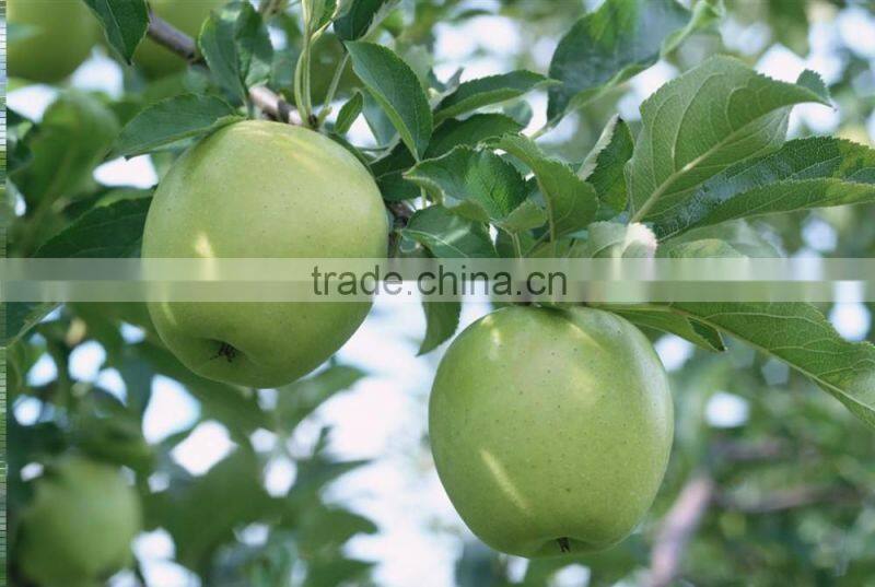 Chinese granny smith apple