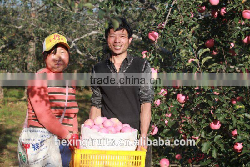 Fresh Red Shanxi Qinguan Apples Import From China