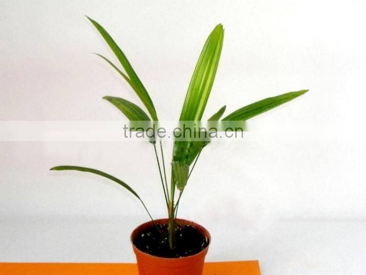 bamboo seedling
