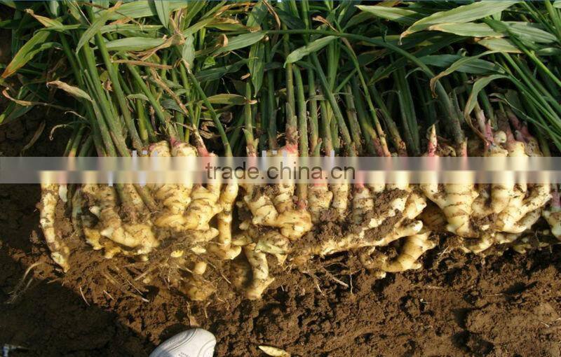 Seaweed fertilizer vigoroot fertilizer