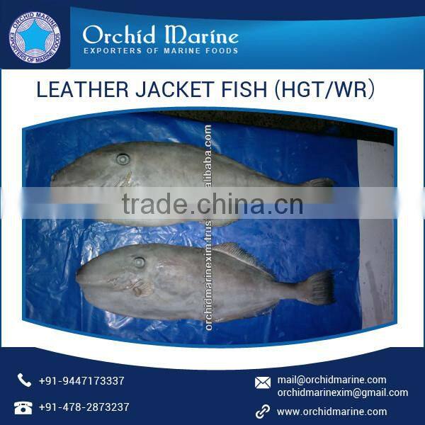 Excellent Quality High Protein Pleasing Flavor Frozen Leather Jacket Fish