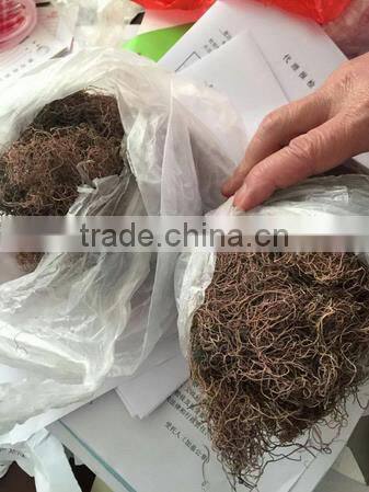 Sell Gracilaria, Eucheuma Spinosum And Eucheuma Cottoni Seaweeds