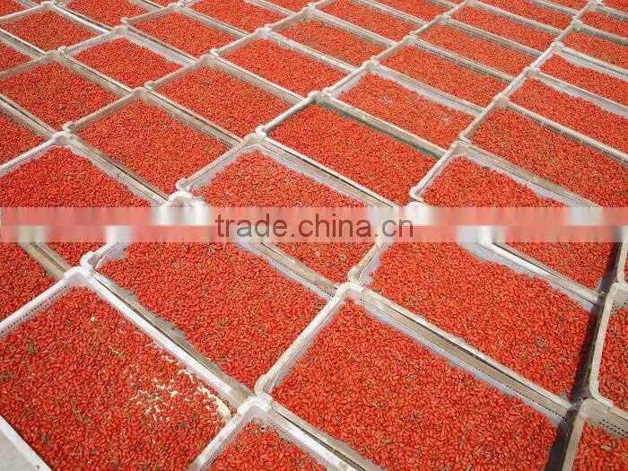 (goji berry) red goji