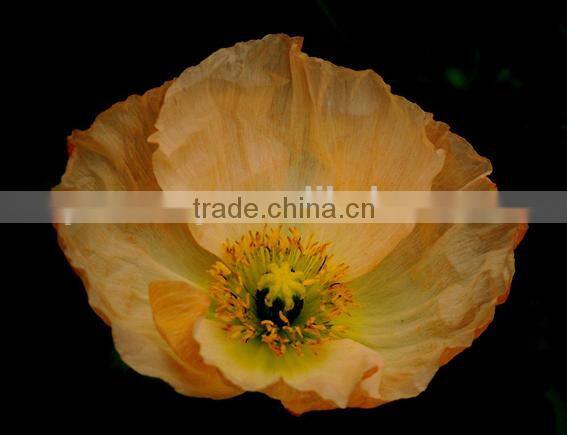 Corn poppy,Papaver, flower seeds , herb seed,vegetalbe seed,fruit seed,grass seed