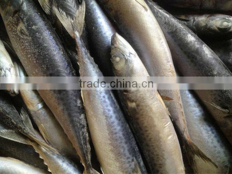 New caught whole round frozen mackerel 8-10pcs/kg