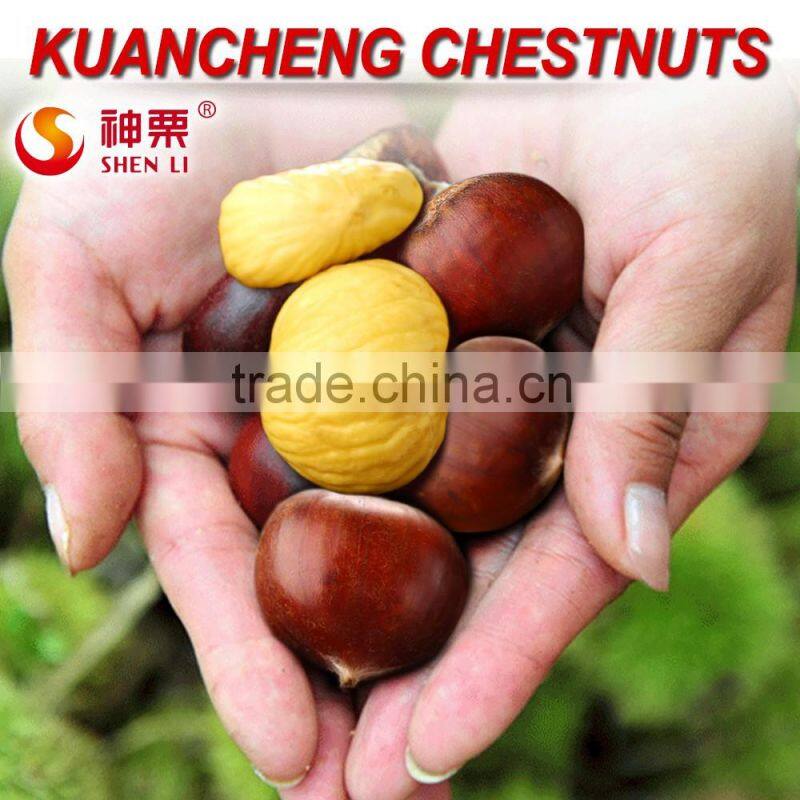 2016 Hot Sale Sweet Fresh Chestnut in Shell for Wholesale