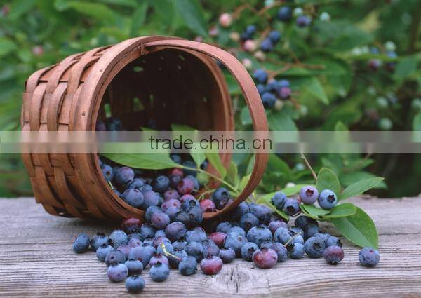 BNP Supply Best acai berry extract Capsule acai capsules