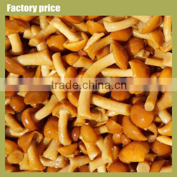 Wild Source and brown with Color fresh chanterelle mushrooms