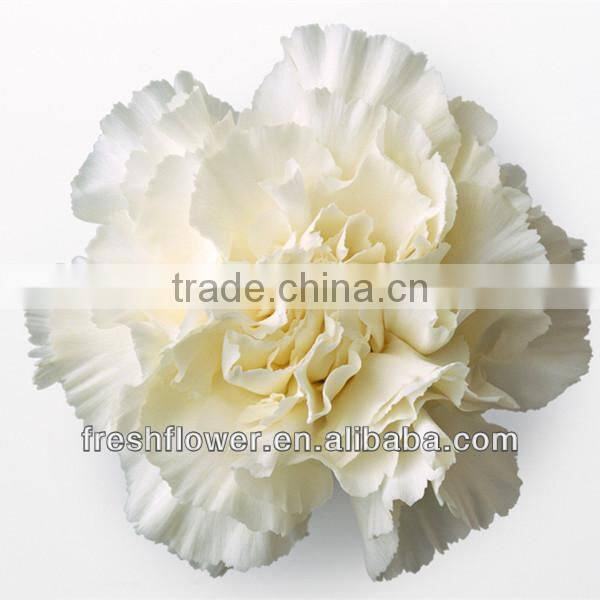 fresh cut carnation flower