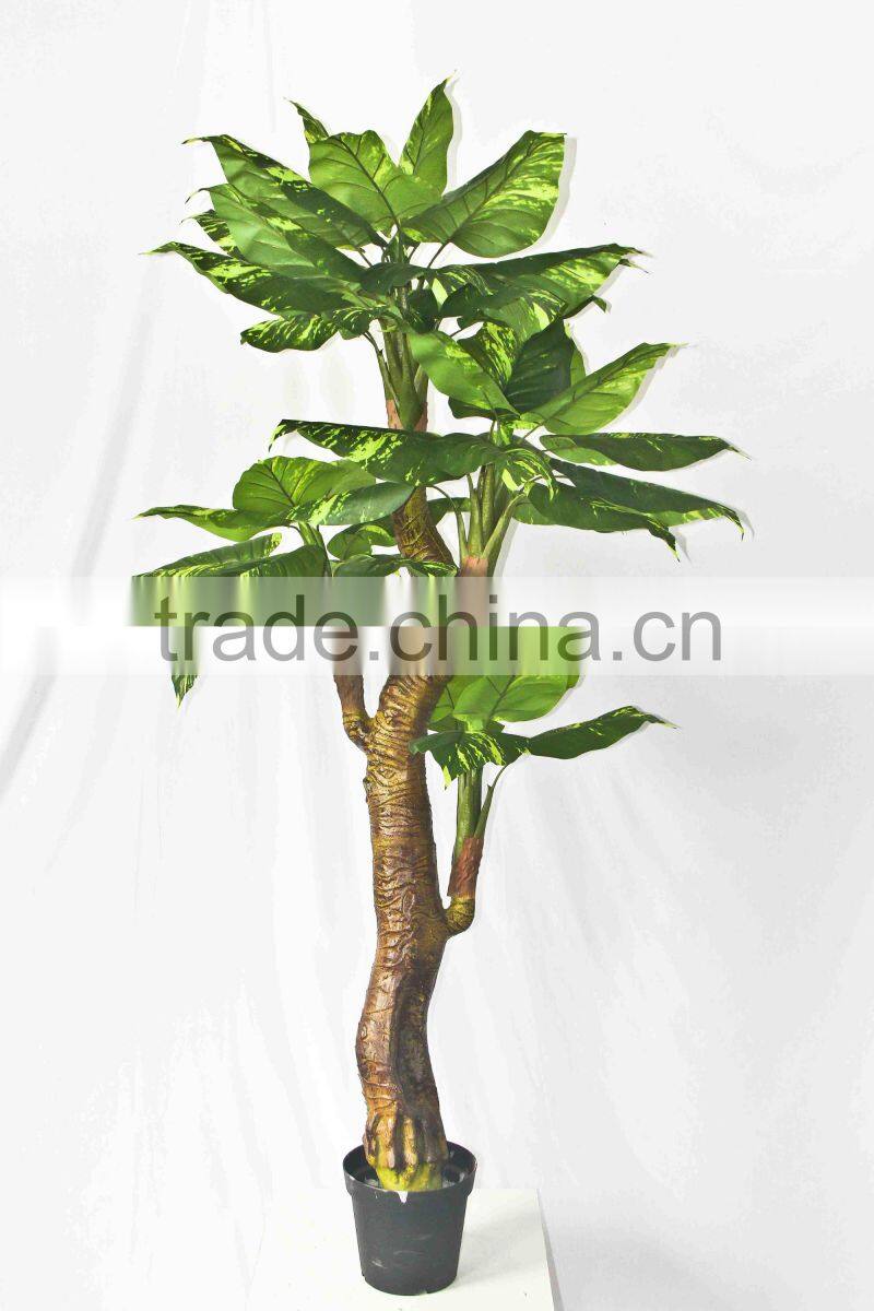 Wholesale outdoor use potted plants