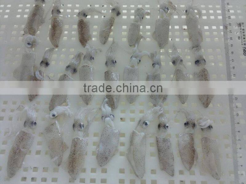 IQF/block baby squid loligo japonica