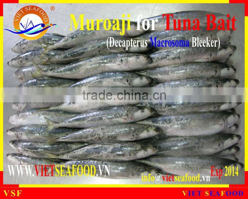 FROZEN W/R MUROAJI FOR TUNA BAIT