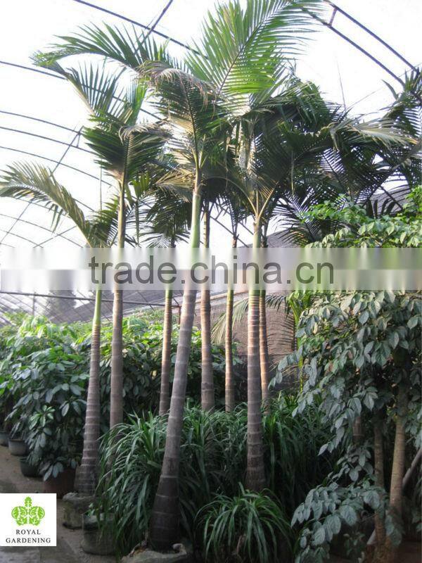 Archontophoenix alexandrae and rooted outdoor palm trees