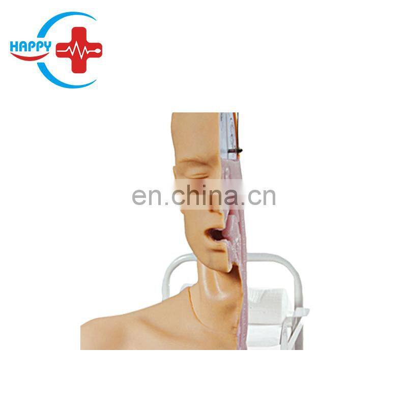 HC-S119 Competitive price Advanced swallowing mechanism model in medical nursing