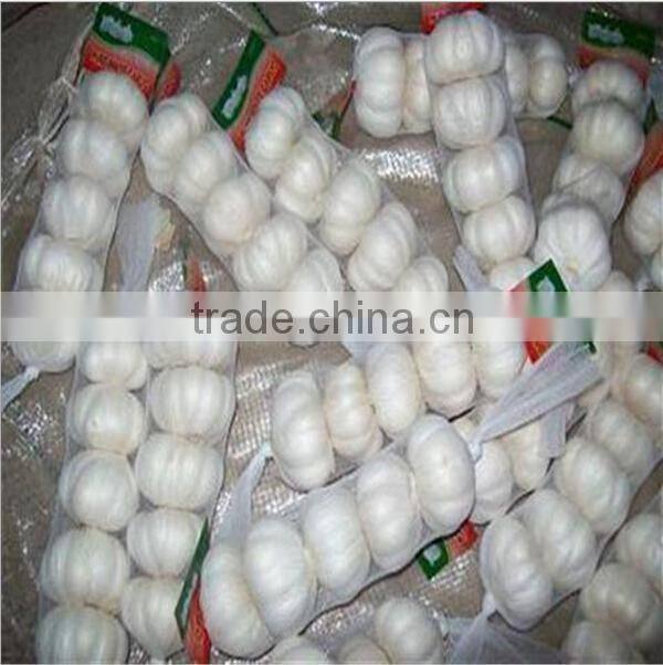 5.5 CM Garlic /Pure White Garlic