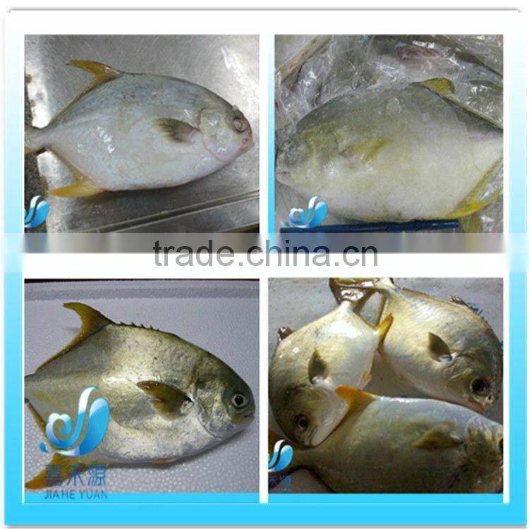 Frozen golden pomfret/pompano whole round