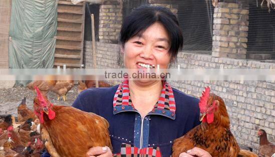 Small scale low price farm chicken cage