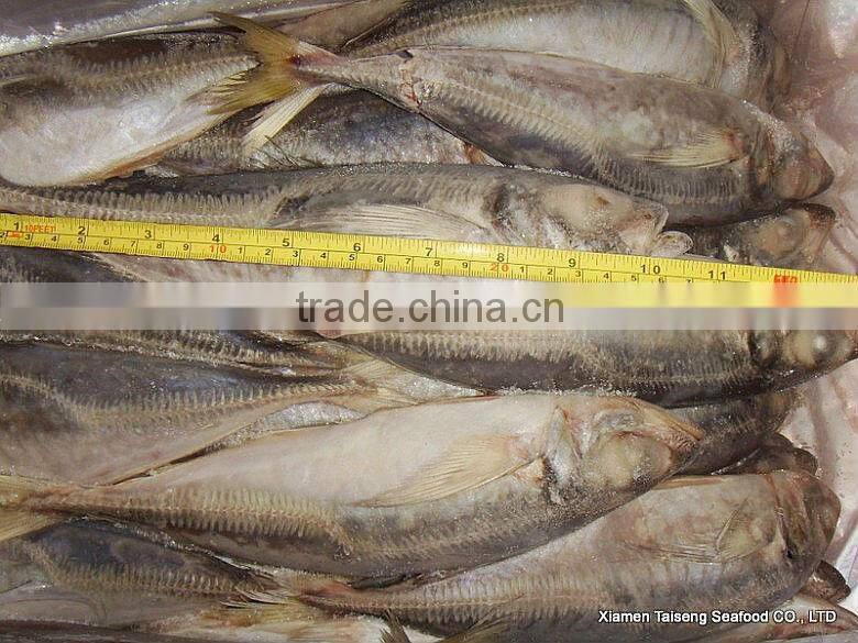 Hot Sale Mackerel Fish 20CM + Frozen Horse Mackerel