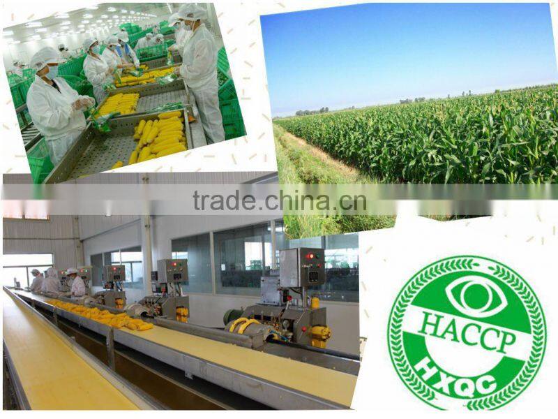 2015 New Corn Grits Yellow Corn Grits